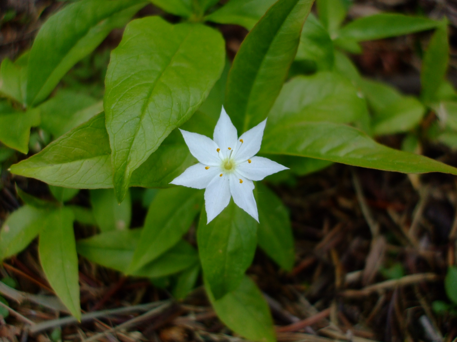 Trientalis borealis